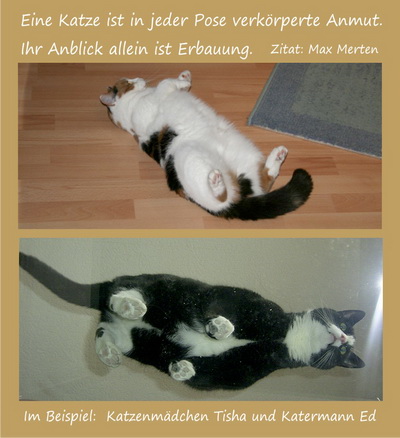 Feli-Care Tierpsychologie Hemer - Tisha und Eddy